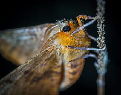 insecte, arna, lepidòpters, macro, temes d'animals, fauna animal, un animal, animal, animals a la natura, invertebrat, primer pla, fons negre, part del cos dels animals, naturalesa, cap gent, tir de l'estudi, ull, artròpode, enfocament selectiu, a l'aire lliure, material de fusta, color taronja, ull d’animals, cap d’animals, 4K, CC0, domini públic, lliure de regalies