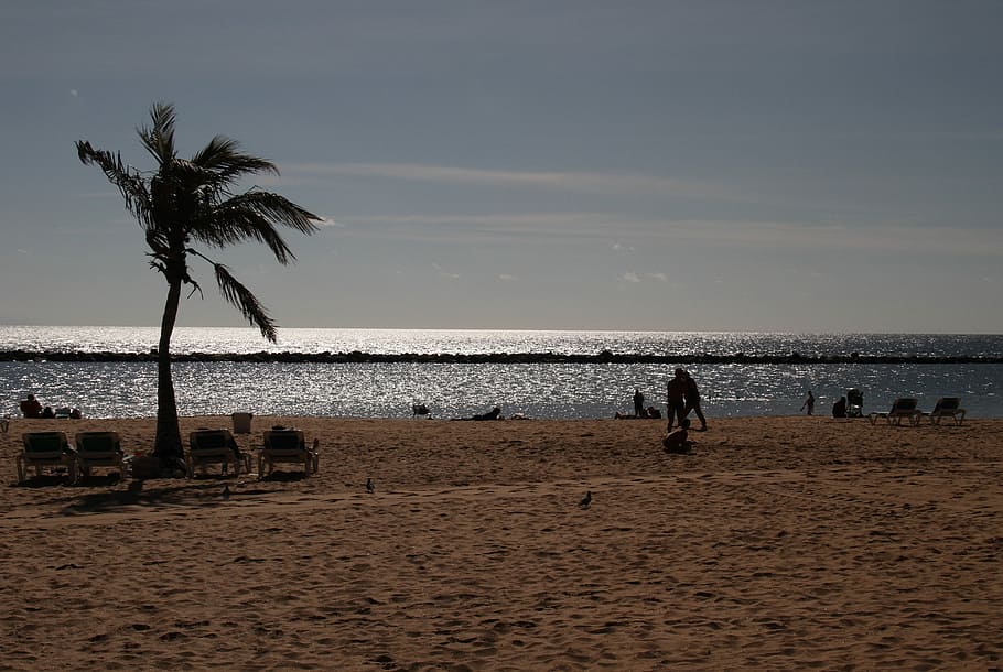 Palmenstrand, Palme, Sand, Strand, Baum, Teneriffa, Kanarische Inseln, Meer, Horizont über Wasser, Wasser, Land, Himmel, echte Menschen, Horizont, Szenen - Natur, Schönheit in der Natur, Natur, tropisches Klima, Ruhe, ruhige Szene, Männer, Lebensstile, draußen, 5K