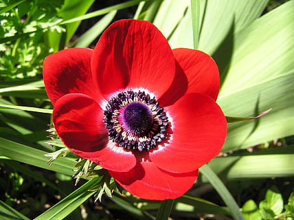 anemone, gėlė, sodas, pavasaris, žydintys augalai, augalų, šviežumas, žiedlapis, augimą, trapumas, grožis gamtoje, pažeidžiamumas, Iš arti, raudona, žiedynas, gėlių galva, pobūdį, sutelkti dėmesį į naujas žinias, žiedadulkių, augalų dalis, lapai, botanika, nėra žmonių, pavasarį, geliu lova, 1080P, CC0, Viešasis domenas, nemokamai