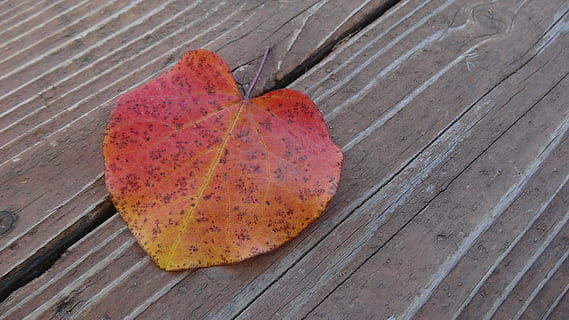 full, tardor, naturalesa, temporada, caure, colorit, caigut, octubre, setembre, estacional, fusta, superfície, material de fusta, fons, amor, vermell, marró, decoració, forma del cor, dia, canvi, a l'aire lliure, primer pla, part de la planta, cap gent, vista d’angle alt, taula, color taronja, menjar i beguda, menjar, passeig marítim, fruita, natura morta, textura, vena de la fulla, fulles, condició natural, 4K, CC0, domini públic, lliure de regalies