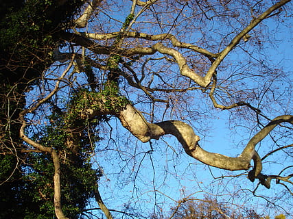 træer, grene, natur, indviklet, snoet, træ, et dyr, afdeling, dyreliv, dyr i naturen, dyr, plante, lav vinkel visning, dyre temaer, pattedyr, ingen mennesker, himmel, dag, træstamme, bagagerum, hvirveldyr, udendørs, skyfri himmel, lempelse, træ baldakin, 2K, CC0, offentligt domæne, royaltyfrie