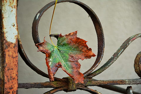 Grün, braun, Ahornblatt, Grill, Herbstblatt, verwelkt, Eisen, Zaun, verrostet, Vergänglichkeit, Trauer, Herbst, Herbstlaub, entstehen, gefallen, Herbstfarben, Laubfall, Metall, Nahansicht, keine Leute, Pflanzenteil, Blatt, rostig, Natur, Tag, Fokus auf den Vordergrund, Pflanze, Grenze, Barriere, draußen, trocken, Wandbau - Funktion, Veränderung, Schönheit in der Natur, 5K, CC0, gemeinfrei, lizenzfrei
