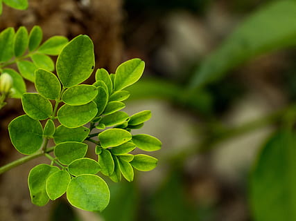 blad, små, löv, grön, natur, litet blad, löv, grön, växt, trädgård, tillväxt, naturlig, sommar, träd, vår, färsk, textur, flora, växande, organisk, ung, mönster, miljö, ny, makro, ljus, liv, utomhus-, grön färg, utomhus, växtdel, närbild, fokusera på förgrunden, inget folk, skönhet i naturen, dag, friskhet, selektiv fokusering, mat, mat och dryck, klöver, lugn, frukt, 1080P, CC0, offentligt domän, royaltyfria