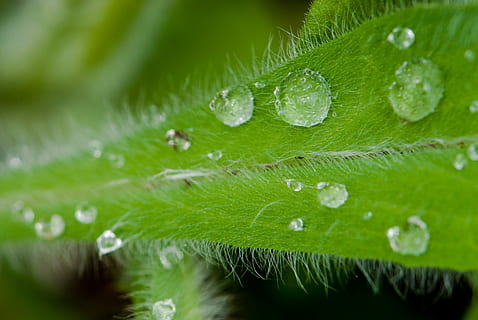 foglia, acqua, gocce, vicino, gocce d'acqua, chiudi la foglia, colore verde, natura, avvicinamento, erba, parte vegetale, pianta, crescita, bellezza nella natura, far cadere, nessuno, bagnato, freschezza, messa a fuoco selettiva, primo piano estremo, all'aperto, giorno, vena fogliare, macro, rugiada, pioggia, goccia di pioggia, le foglie, purezza, 4K, CC0, dominio pubblico, privo di copyright