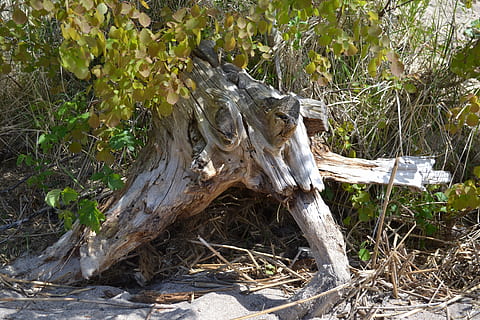 alte Wurzel, Wurzel, Baumwurzel, alt, Baum, Pflanze, Land, Natur, keine Leute, Tag, Holz - Material, Feld, beschädigt, Baumstamm, Kofferraum, gefällter Baum, Wald, draußen, Gras, Wachstum, Knochen, Holz, verlassen, tote Pflanze, Treibholz, Borke, 4K, CC0, gemeinfrei, lizenzfrei