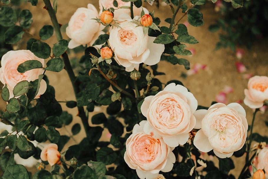 flach, fokus fotografie, Pfirsichrosen, Blume, Frühling, Blatt, blühen, Rose, schön, Rosa, Madrid, Europa, Reise, Spanien, draußen, Natur, Blumen-, blühende Pflanze, Schönheit in der Natur, Pflanze, Frische, Nahansicht, Fokus auf den Vordergrund, Verletzlichkeit, Zerbrechlichkeit, keine Leute, Blütenblatt, weiße Farbe, Essen und Trinken, Blütenstand, Lebensmittel, Dessert, Süßes Essen, Blütenkopf, Versuchung, Strauß, Blumenschmuck, Blumenmuster, 5K