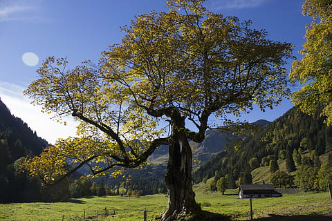 medis, ruduo, kraštovaizdį, plokštuma, kritimo spalva, pobūdį, kalnas, miškas, lauke, scenos, augalų, grožis gamtoje, ramybė, augimą, ramioje scenoje, dangus, dieną, saulės šviesa, žolė, nėra žmonių, vaizdai - gamta, žalia spalva, parkas, žemės, medžio kamienas, filialas, 5K, CC0, Viešasis domenas, nemokamai