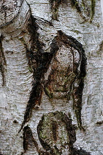 træ, bark, log, natur, struktur, birk, træstamme, bagagerum, tekstureret, plante, ingen mennesker, tæt på, vækst, ru, mønster, fuld ramme, plantebark, dag, træ - materiale, baggrunde, udendørs, naturligt mønster, fokus på forgrunden, 5K, CC0, offentligt domæne, royaltyfrie