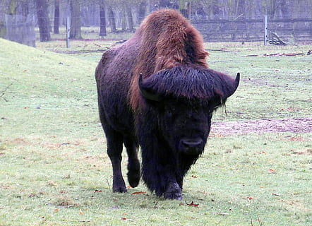 wisent, búfala, gran, massiu, bosc de tardor, zoo, bosc, parc natural, banyes, temes d'animals, mamífer, animal, un animal, fauna animal, vertebrats, camp, terra, dia, planta, animals a la natura, animals domèstics, cap gent, naturalesa, nacional, bestiar, mascotes, de peu, herba, a l'aire lliure, herbívors, 2K, CC0, domini públic, lliure de regalies