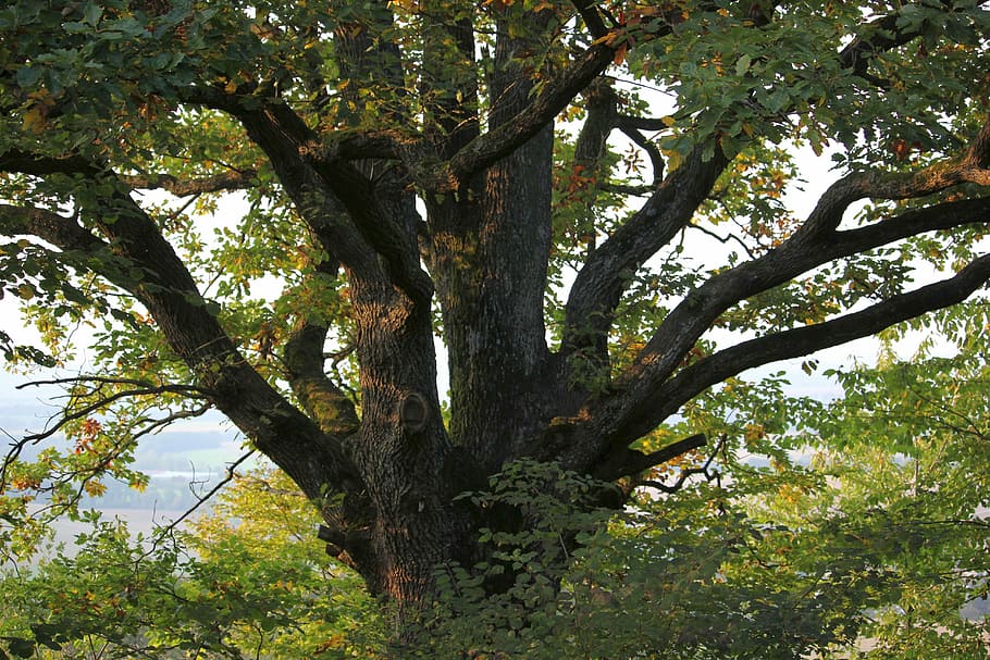 nærbillede fotografering, grøn, blad træ, træ, natur, stort træ, Skov, plante, træstamme, bagagerum, vækst, afdeling, dag, ingen mennesker, skønhed i naturen, lav vinkel visning, udendørs, ro, grøn farve, parkere, jord, park - mand skabt plads, scenics - natur, sollys, træ baldakin, 5K