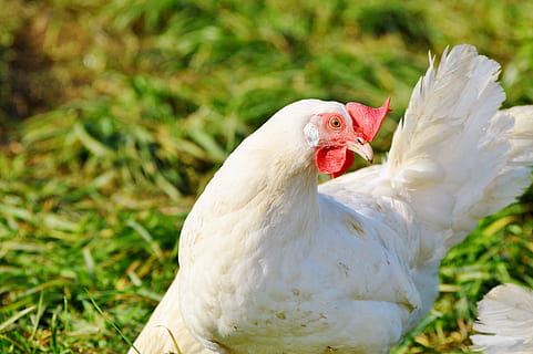 pollo, gallina, pollame, gamma, bestiame, azienda agricola, uccello, polli, animale, agricoltura, natura, temi animali, un animale, vertebrato, animali domestici, domestico, Colore bianco, avvicinamento, erba, pollo - uccello, concentrarsi sulle conoscenze acquisite, pianta, nessuno, mammifero, giorno, all'aperto, 5K, CC0, dominio pubblico, privo di copyright