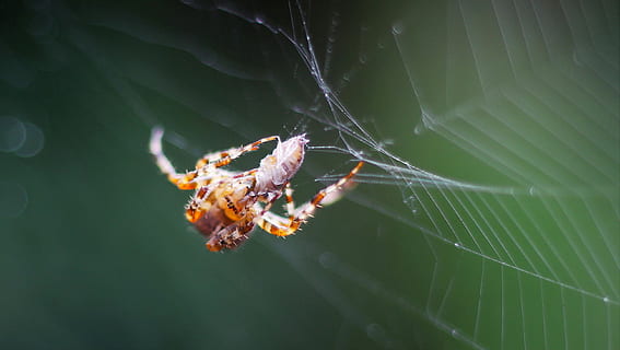 selettivo, macrofotografia, Marrone, web, ragno, Rete, preda, vicino, aracnide, ragnatela, natura, insetto, animale, mangiare, cibo, macro, combattimento, avvicinamento, spaventoso, carnivoro, temi animali, un animale, animali allo stato selvatico, fauna selvatica, invertebrato, nessuno, foglia, parte vegetale, fragilità, artropodo, all'aperto, colore verde, 2K, CC0, dominio pubblico, privo di copyright