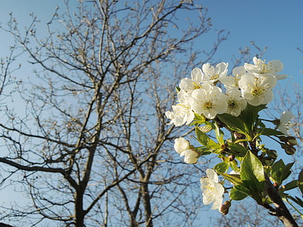 Cereza, cierne, primavera, árbol, flor, planta, planta floreciendo, rama, belleza en la naturaleza, fragilidad, frescura, vulnerabilidad, naturaleza, crecimiento, el color blanco, vista de ángulo bajo, cabeza de flor, centrarse en primer plano, cielo, día, pétalo, inflorescencia, nadie, flor de cerezo, al aire libre, Cerezo, 4K, CC0, dominio público, libre de derechos
