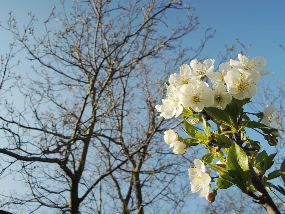 Cereza, cierne, primavera, árbol, flor, planta, planta floreciendo, rama, belleza en la naturaleza, fragilidad, frescura, vulnerabilidad, naturaleza, crecimiento, el color blanco, vista de ángulo bajo, cabeza de flor, centrarse en primer plano, cielo, día, pétalo, inflorescencia, nadie, flor de cerezo, al aire libre, Cerezo, 4K