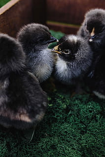 ลูกไก่สีดำ, ลูกไก่, สัตว์, น่ารัก, นก, สีดำ, ไก่, ทารก, อีสเตอร์, ปุย, เกิดใหม่, ธรรมชาติ, สัตว์เล็ก, ลูกนก, เล็ก, hatchling, ไม่มีคน, สัตว์ในป่า, สัตว์ป่า, ธีมสัตว์, กลางแจ้ง, กลุ่มสัตว์, มีกระดูกสันหลัง, สัตว์สองตัว, เลี้ยงลูกด้วยนม, หญ้า, สัตว์เลี้ยง, สนาม, วัน, ในประเทศ, ปลูก, ใกล้ชิด, ตระกูลสัตว์, Cygnet, 5K, CC0, โดเมนสาธารณะ, ค่าลิขสิทธิ์ฟรี