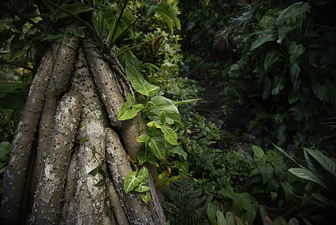 Natur, Blatt, Baum, Flora, Wachstum, Baumwurzeln, Regenwald, Pflanze, Pflanzenteil, grüne Farbe, keine Leute, Land, Wald, Schönheit in der Natur, Nahansicht, Tag, Baumstamm, Kofferraum, draußen, Ruhe, Frische, Lebensmittel, Feld, 5K, CC0, gemeinfrei, lizenzfrei