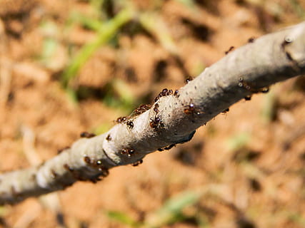 formigues, naturalesa, branca, insecte, animal, salvatge, full, colònia, error, vermell, petit, treball en equip, criatura, espècies, ocupat, marró, planta, cap gent, dia, primer pla, arbre, centrar-se en primer pla, enfocament selectiu, a l'aire lliure, fauna animal, terra, animals a la natura, temes d'animals, invertebrat, llum solar, creixement, 4K, CC0, domini públic, lliure de regalies