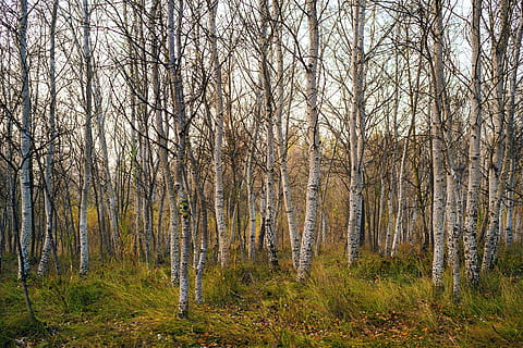 leafless trees, forest, trees, nature, tree, vegetable, leaf, wood, green, land, plant, tree trunk, trunk, woodland, beauty in nature, tranquility, bare tree, non-urban scene, scenics - nature, no people, tranquil scene, landscape, growth, day, remote, environment, outdoors, coniferous tree, pine woodland, 4K, CC0, public domain, royalty free