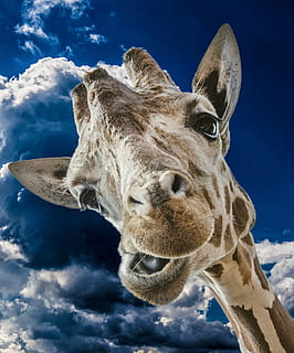 close-up foto, bruin, giraffe, wolken, wild, grappig, hemel, dier, hoofd, wild dier, één dier, dierlijke lichaamsdeel, dierenkop, detailopname, dierlijke thema's, zoogdier, wolk - lucht, huisdieren, geen mensen, huiselijk, vee, gewerveld, dierenleven, natuur, portret, lage hoekweergave, blauw, plantenetend, dierlijke neus, dierlijke mond, 1080P, CC0, publiek domein, royaltyvrij