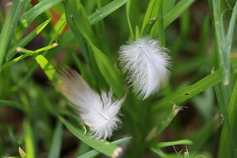 nature, flora, grass, leaf, summer, closeup, outdoors, garden, environment, meadow, growth, green, spring, natural, lawn, feather, feathers, organic, eco, lush, landscape, plant, texture, fragility, beauty in nature, vulnerability, flower, close-up, freshness, flowering plant, green color, softness, white color, no people, focus on foreground, dandelion, day, inflorescence, flower head, dandelion seed, 2K, CC0, public domain, royalty free