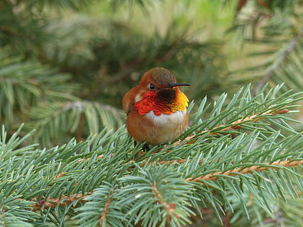 Foto, storslået, riflebird perching, gren, kolibri, fugl, lille, lille bitte, natur, dyreliv, dyr, colibri, sommer, farverig, næb, dyre temaer, et dyr, dyr i naturen, hvirveldyr, grøn farve, plante, perching, ingen mennesker, træ, dag, tæt på, fokus på forgrunden, skønhed i naturen, udendørs, selektiv fokusering, robin, fyrretræ, nåletræ, 4K, CC0, offentligt domæne, royaltyfrie