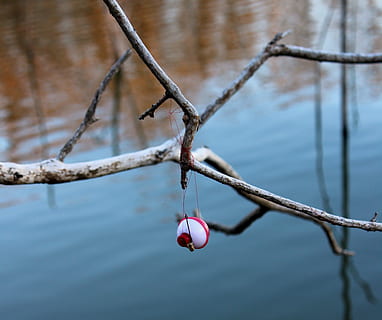 rot, Weiß, Angeln, locken, Ast, Fokus auf den Vordergrund, Nahansicht, Wasser, keine Leute, Tag, Natur, draußen, See, Baum, hängend, Zweig, Schönheit in der Natur, Pflanze, Zaun, Winter, Sicherheit, Obst, 2K, CC0, gemeinfrei, lizenzfrei