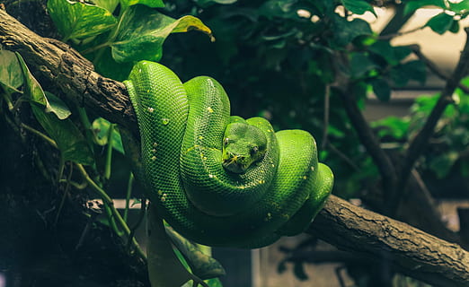 grøn, viper slange, træ gren, python, slange, krybdyr, skønhed, terrarium, dyr, et dyr, dyre temaer, dyreliv, dyr i naturen, grøn farve, fare, ingen mennesker, udendørs, træ, plante, natur, afdeling, hvirveldyr, tæt på, dag, fokus på forgrunden, rullet op, plante del, blad, giftig, 5K, CC0, offentligt domæne, royaltyfrie