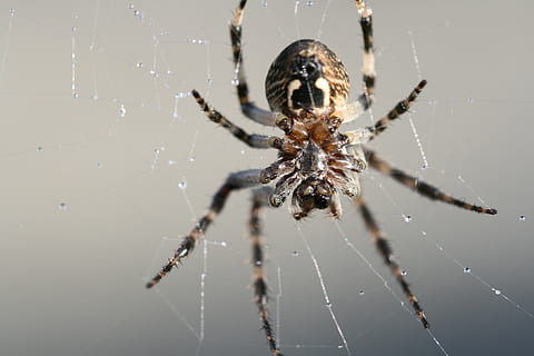 aranya, teranyina, tancar, naturalesa, aràcnids, insecte, animal, fantasmal, primer pla, invertebrat, artròpode, temes d'animals, un animal, animals a la natura, fauna animal, fragilitat, vulnerabilitat, centrar-se en primer pla, supervivència, cames d’animal, cap gent, zoologia, a l'aire lliure, verinós, web, 4K, CC0, domini públic, lliure de regalies
