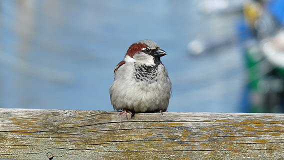 spurv, Sperling, fugl, tæt, sidder, sangfugl, hus spurv, lake constance, dyreliv, hvirveldyr, dyr i naturen, et dyr, perching, dag, fokus på forgrunden, træ - materiale, ingen mennesker, natur, tæt på, udendørs, fuld længde, leder, kigger væk, sollys, 2K, CC0, offentligt domæne, royaltyfrie