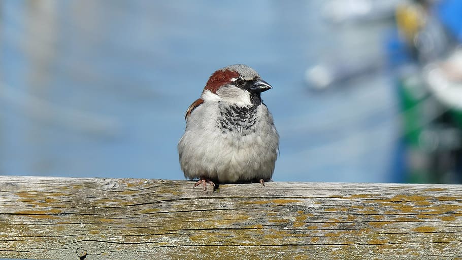 pardal, sperling, ocell, tancar, assegut, songbird, pardal de la casa, llac de constància, fauna animal, vertebrats, animals a la natura, un animal, posat, dia, centrar-se en primer pla, material de fusta, cap gent, naturalesa, primer pla, a l'aire lliure, longitud completa, mirant, mirant cap a fora, llum solar, 2K