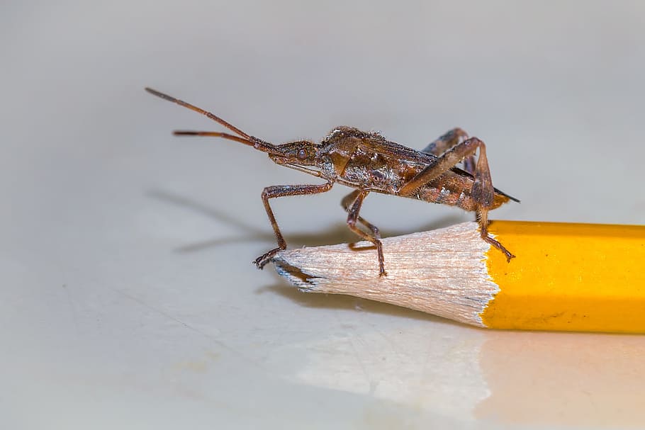 pi, error, americà, insecte, pinyó, nord americà, invasiu, leptoglossus occidentalis, un animal, fauna animal, tir de l'estudi, reflexió, temes d'animals, animal, animals a la natura, invertebrat, primer pla, cap gent, part del cos dels animals, Llagosta, enfocament selectiu, a l'aire lliure, antena animal, naturalesa, dia, taula, macro, 2K