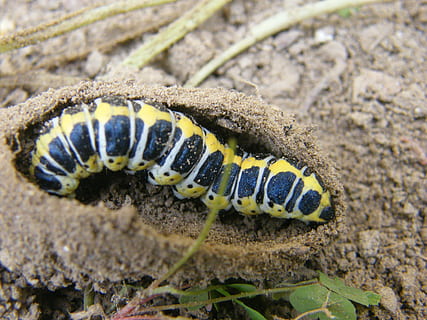 spring, caterpillar, nature, insect, animal, larva, wildlife, worm, animal themes, animal wildlife, one animal, animals in the wild, close-up, invertebrate, no people, animal body part, reptile, vertebrate, day, land, zoology, outdoors, striped, animal head, poisonous, animal scale, 2K, CC0, public domain, royalty free