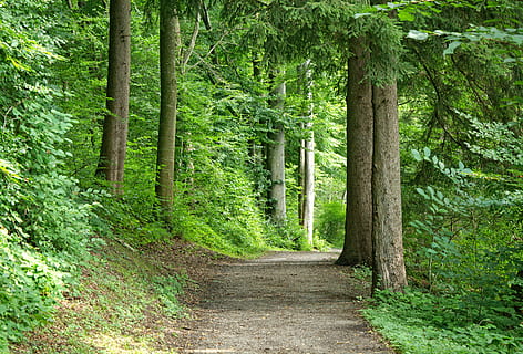 camí, verd, arbres de fullatge, lluny, bosc, camí forestal, naturalesa, arbres, ruta, carretera forestal, carril, sender natural, senderisme, relaxa't, festa, oci, recuperació, arbre, a l'aire lliure, sendera, color verd, full, paisatge, carretera, estiu, planta, terra, creixement, bellesa a la natura, el camí a seguir, direcció, tronc, tranquil·litat, tronc de l'arbre, exuberant fullatge, escena tranquil·la, dia, cap gent, fullatge, bambú - planta, 5K, CC0, domini públic, lliure de regalies