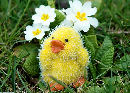 Ostern, Küken, Osterdekoration, süß, Dekoration, Frohe Ostern, Osterthema, Frühling, schließen, Primel, Blume, Gelb, Pflanze, Natur, Gras, Grün, Ostergrüße, Ostergruß, kleine Pflanze, Osterdeko, Freude, Frühlingsblume, Flora, wunderschönen, samuel, glücklich, heiter, Emotion, Gefühl, Glück, Dekor, Stimmung, zufrieden, lustig, Grußkarte, dekorativ, Hähnchen, blühende Pflanze, Nahansicht, Wachstum, Schönheit in der Natur, Blütenstand, Frische, Zerbrechlichkeit, Blütenkopf, Tag, Verletzlichkeit, keine Leute, Blütenblatt, junger Vogel, Vogel, Tier, Tierthemen, draußen, 4K, CC0, gemeinfrei, lizenzfrei