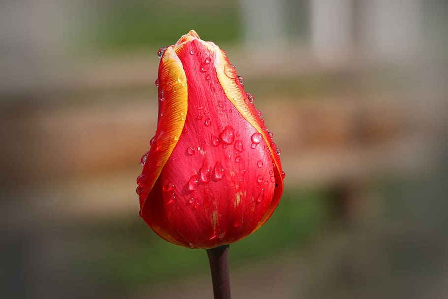 bunga tulp, merah, kuning, musim semi, bunga, alam, tulip merah, bunga-bunga, schnittblume, penuh warna, flora, menanam, dekat, bunga bracts, warna, pastellfarben, tunas, merapatkan, kesegaran, fokus pada latar depan, pertumbuhan, keindahan di alam, tanaman berbunga, kerentanan, kerapuhan, air, penurunan, tidak ada orang, hari, daun bunga, hal berkembang, di luar rumah, kepala bunga, sepal, embun, 5K
