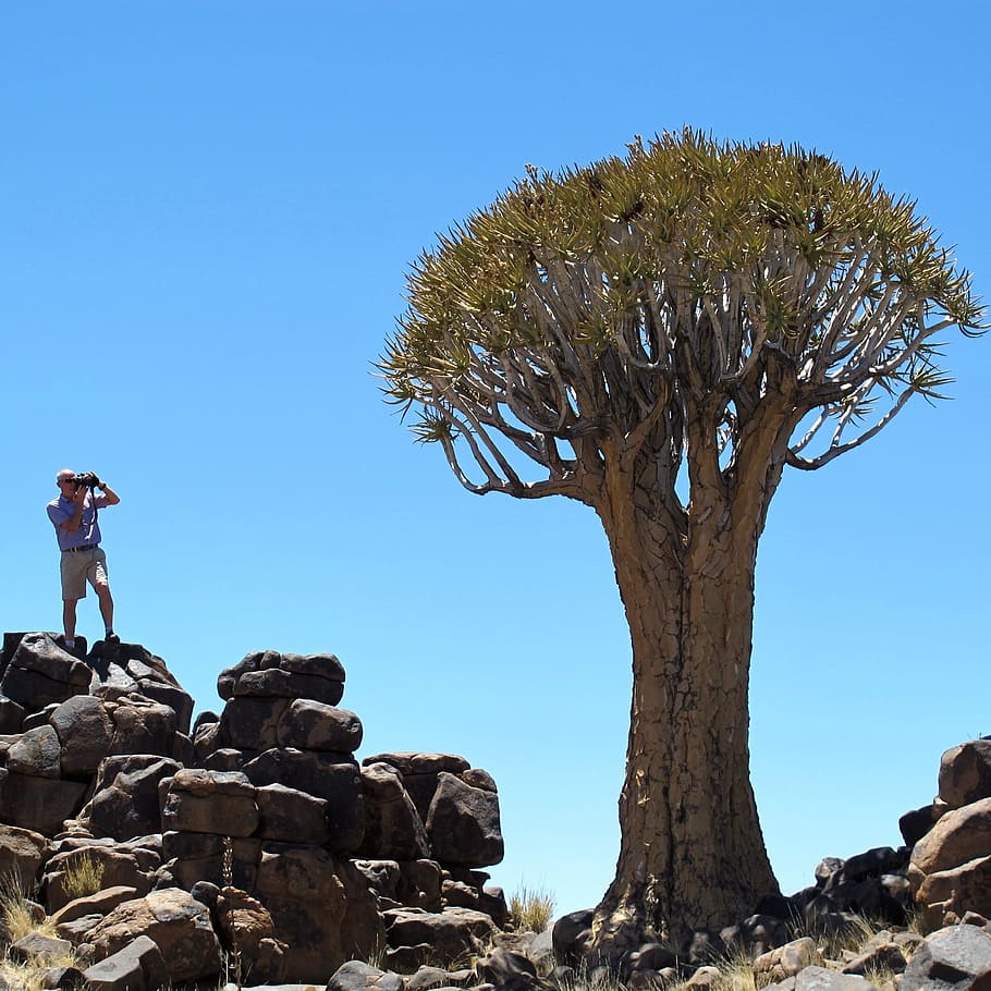 arbre de tremolor, namibia, Àfrica, arbre, exòtic, cel, planta, una persona, cel clar, blau, naturalesa, rock, rock - object, bellesa a la natura, temes de fotografia, activitat d'oci, sòlid, persones reals, activitat, dia, estils de vida, longitud completa, fotografiar, a l'aire lliure, fotògraf, 1080P