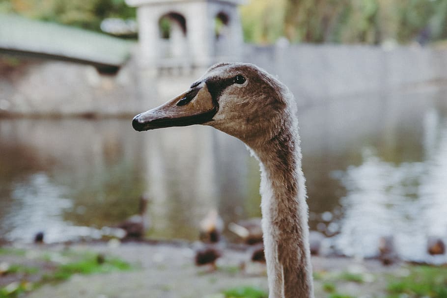 cygnet swan, cygnet, svane, dyr, fugl, natur, dyreliv, vand, sø, Dam, udendørs, dyrehalsen, fjer, flod, næb, et dyr, dyr i naturen, dyre temaer, fokus på forgrunden, dag, hvirveldyr, ingen mennesker, tæt på, dyr kropsdel, gås, sidebillede, vand fugl, dyr hoved, 4K