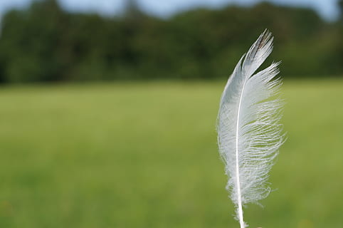 weiße Feder, Feder, Leicht, Nieder, Leichtigkeit, Federgewicht, Landschaft, Wind, Sommer-, Pflanze, Fokus auf den Vordergrund, Natur, keine Leute, Tag, Weichheit, Verletzlichkeit, Zerbrechlichkeit, grüne Farbe, Nahansicht, Schönheit in der Natur, Wachstum, Land, Ruhe, Gras, draußen, weiße Farbe, Feld, Reinheit, wispy, 4K, CC0, gemeinfrei, lizenzfrei