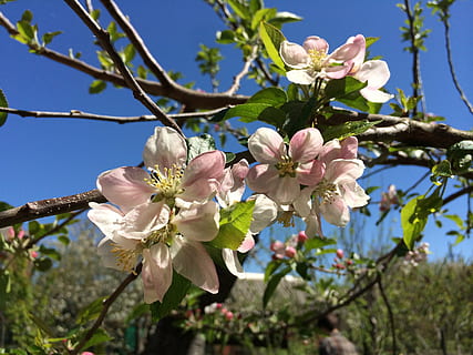 primăvară, flori, copac, plantă, ramură, caisă, cireașă, căldură, natură, planta cu flori, floare, fragilitate, prospeţime, frumusețe în natură, creştere, vulnerabilitate, inflori, petală, a închide, cer, pomi fructiferi, crenguţă, culoare alba, inflorescenţă, culoarea roz, cap de floare, nici o persoana, polen, în aer liber, floare de cires, cires, 2K, CC0, domeniu public, fără drepturi de autor