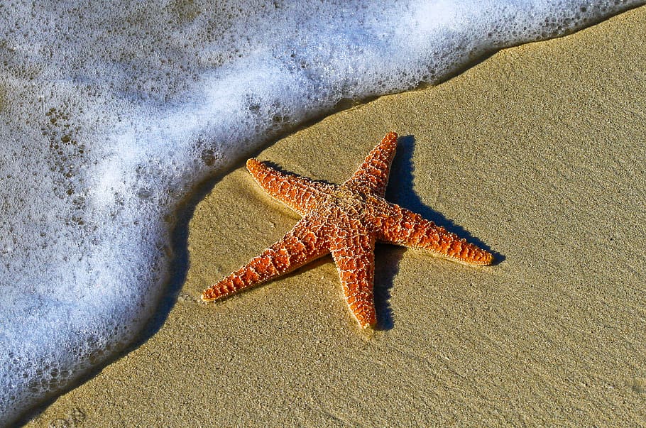 vermell, estrella de mar, vora del mar, animal, platja, bombolles, Costa, equinoderm, invertebrat, naturalesa, sorra, Riba, aigua, forma d'estrella, fauna animal, animals a la natura, mar, temes d'animals, terra, forma, un animal, vista d’angle alt, marí, la vida marina, cap gent, primer pla, dia, a l'aire lliure, 4K
