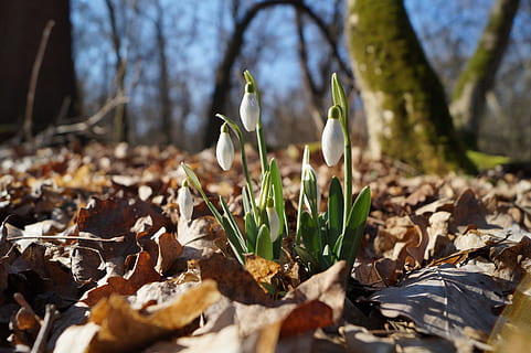 ghiocel, primăvară, pădure, plantă, natură, frunze, parte a plantelor, copac, toamnă, nici o persoana, zi, teren, creştere, să se concentreze asupra primelor elemente, camp, în aer liber, uscat, lumina soarelui, a închide, frumusețe în natură, fragilitate, Schimbare, suprafață, şofran, 5K, CC0, domeniu public, fără drepturi de autor