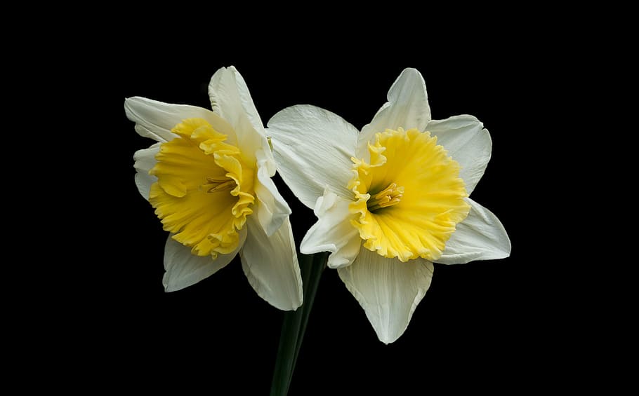 narcis, musim semi, alam, Latar Belakang, bunga, kuning, daun bunga, latar belakang hitam, kepala bunga, kerapuhan, tembakan studio, bakung, warna putih, merapatkan, tanaman berbunga, kerentanan, hal berkembang, keindahan di alam, kesegaran, menanam, dalam ruangan, memotong, tidak ada orang, 4K