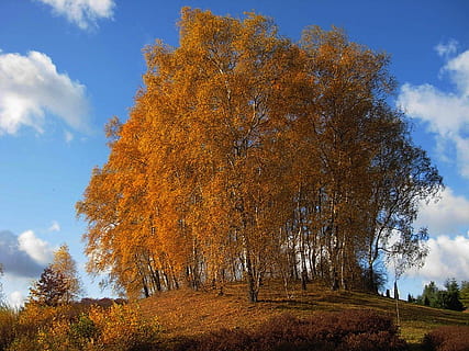 himmel, skyer, efterår, løv, blade, farverig, natur, uden for, smuk, Land, landskabet, træ, plante, lave om, skønhed i naturen, jord, orange farve, scenics - natur, ro, rolig scene, sky - himmel, vækst, ingen mennesker, dag, ikke-urbane scene, idyllisk, Skov, miljø, udendørs, efterårssamling, 1080P, CC0, offentligt domæne, royaltyfrie