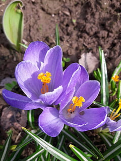 crocus, primula, flor, planta amb flors, planta, frescor, vulnerabilitat, fragilitat, bellesa a la natura, pètal, porpra, primer pla, creixement, inflorescència, cap de flor, safrà, iris, naturalesa, cap gent, pol·len, centrar-se en primer pla, botànica, 4K, CC0, domini públic, lliure de regalies