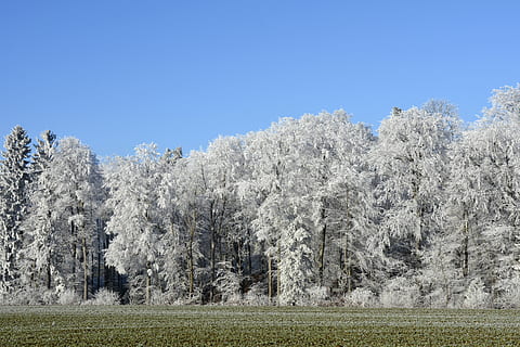 hvitt trefotografi, vinterlig, vinter, trær, skog, Morgentau, moden, natur, humør, landskap, sol, blå himmel, himmel, delvis skyet, tåke, tåkete, vei, eng, grønn, jordbruk, felt, ingen folk, dag, utendørs, landlige scene, gress, klar himmel, tre, anlegg, skjønnhet i naturen, ro, land, rolig scene, blå, vekst, naturskjønnhet - natur, kopiere plass, hvit farge, våren, furutre, nåletre, 5K, CC0, offentlig domene, opphavsrett gratis