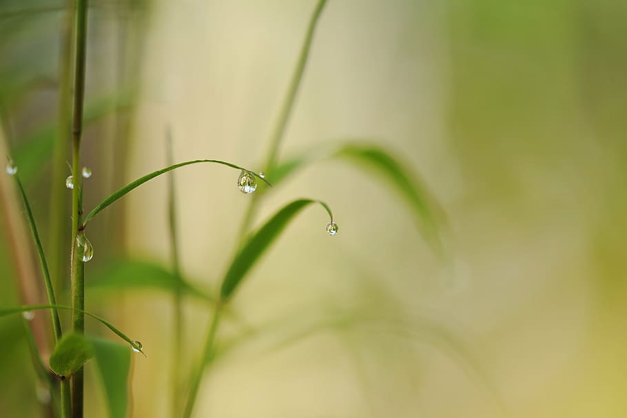 Wassertau, Pflanze, Bambus, tropfen, Regentropfen, schließen, Natur, Blätter, Grün, grüne Farbe, Blatt, Nahansicht, Frische, Gras, Sommer-, Schönheit in der Natur, Wachstum, fallen, Wasser, nass, selektiver Fokus, keine Leute, Zerbrechlichkeit, Verletzlichkeit, Pflanzenteil, Tag, Fokus auf den Vordergrund, Regen, Tau, draußen, Grashalm, Reinheit, 4K
