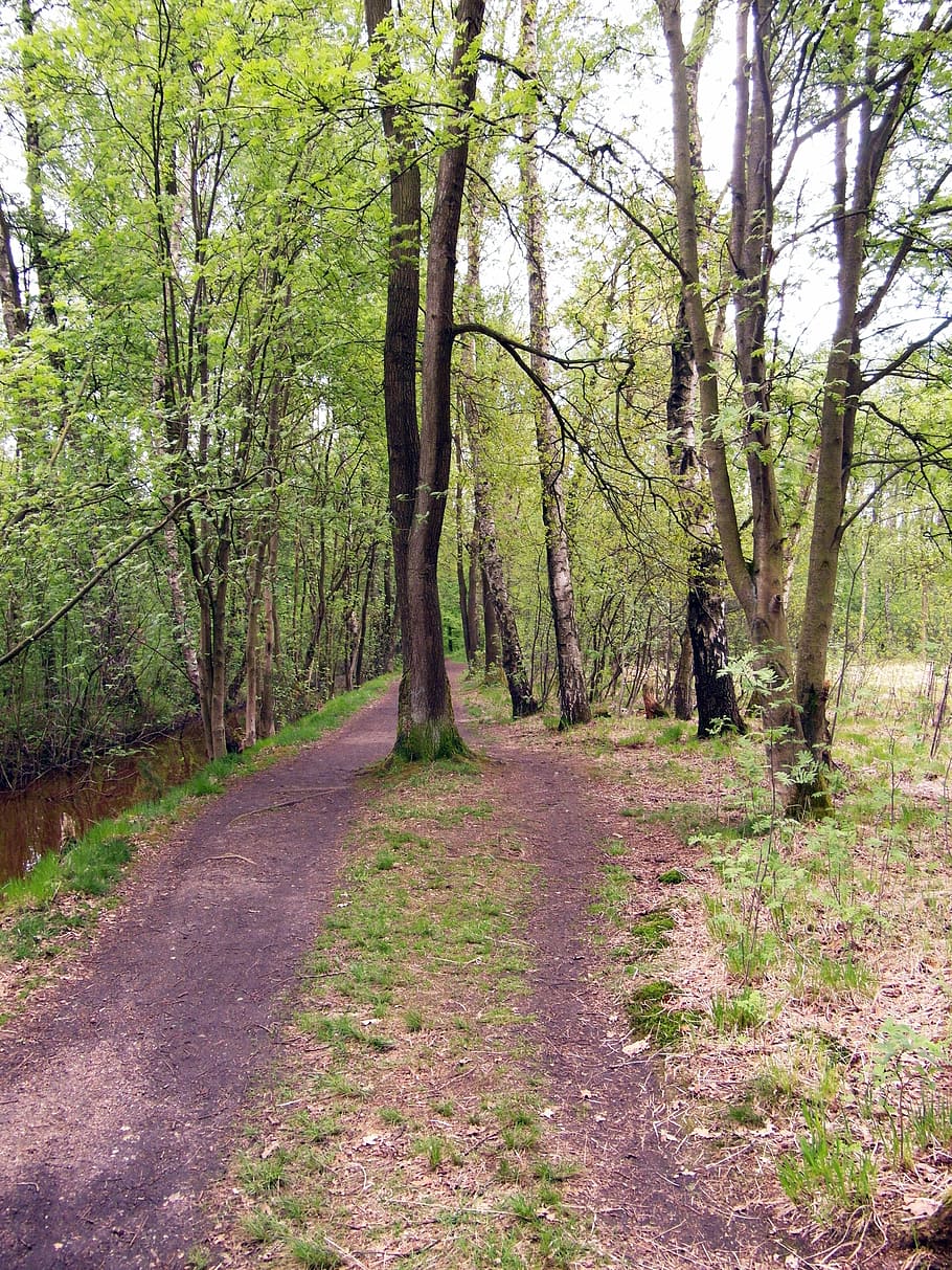 pista, sentiero nel bosco, sentiero, camminare, primavera, brughiera, raakmoor, amburgo, albero, foresta, natura, scena tranquilla, Paesaggi, paesaggio, strada, bosco, nessuno, all'aperto, pianta, la tranquillità, direzione, terra, bellezza nella natura, crescita, la strada davanti, giorno, tronco, tronco d'albero, scenics - natura, scena non urbana, 4K