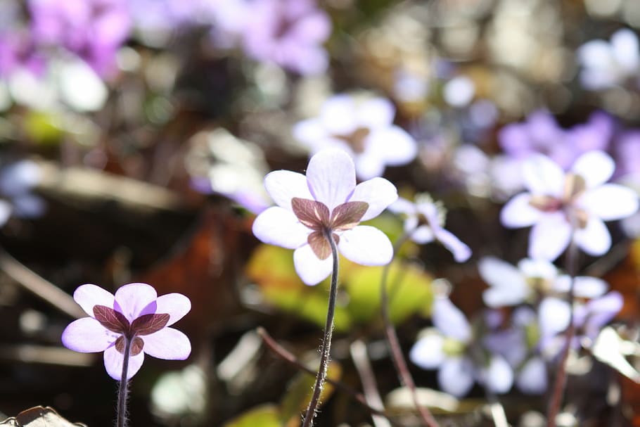hepatica, planta, flor, primavera, planta de primavera, planta amb flors, frescor, fragilitat, vulnerabilitat, bellesa a la natura, creixement, cap de flor, pètal, primer pla, inflorescència, centrar-se en primer pla, Color blanc, naturalesa, cap gent, dia, a l'aire lliure, llum solar, porpra, 4K