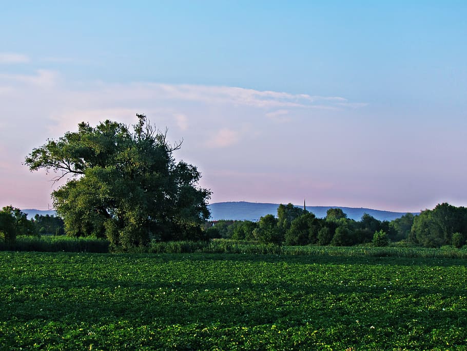 camp, prat, arbre, primavera, tarda, naturalesa, paisatge, cel, verd, planta, escena tranquil·la, bellesa a la natura, medi ambient, escenics - natura, tranquil·litat, color verd, terra, creixement, núvol - cel, cap gent, herba, escena no urbana, agricultura, escena rural, a l'aire lliure, plantació, 4K