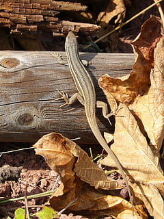 firben, Sargantana, bagagerum, natur, dyr, Brun, krybdyr, tør, plante del, blad, dyre temaer, dyr i naturen, dyreliv, dag, ingen mennesker, et dyr, sollys, tæt på, høj vinkel visning, hvirveldyr, blade, efterår, udendørs, lave om, tørret, 4K, CC0, offentligt domæne, royaltyfrie